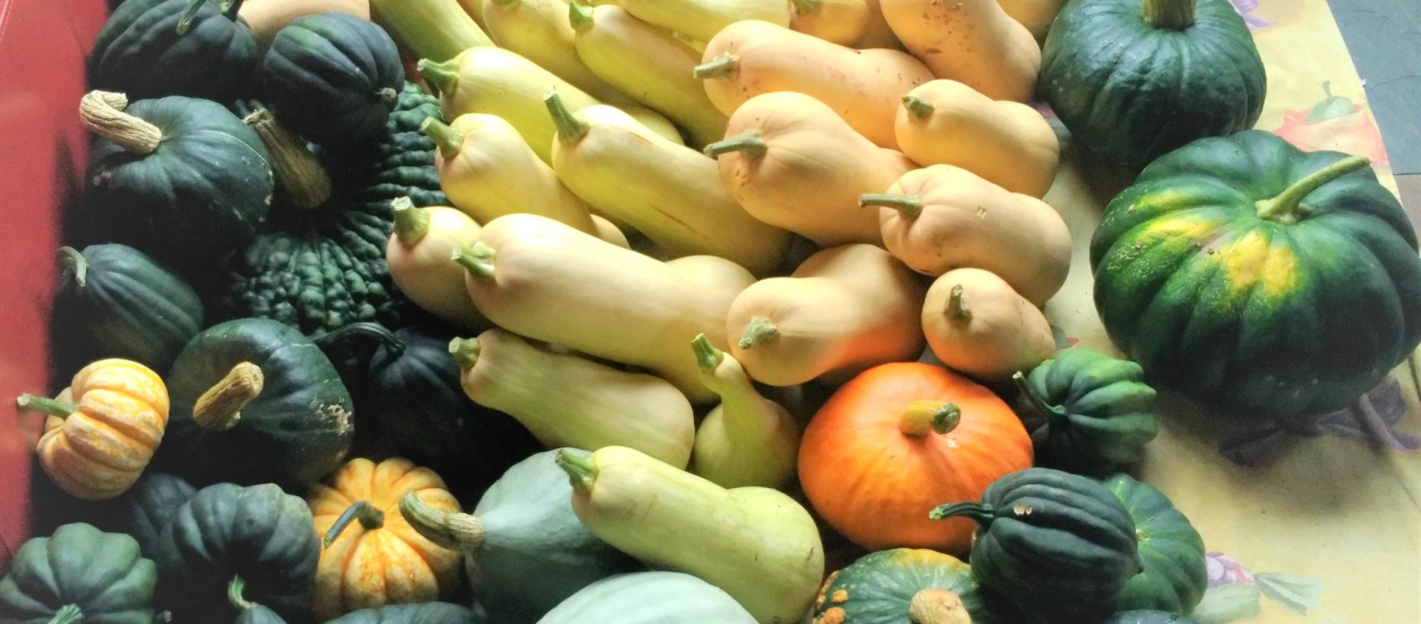 courges_2022