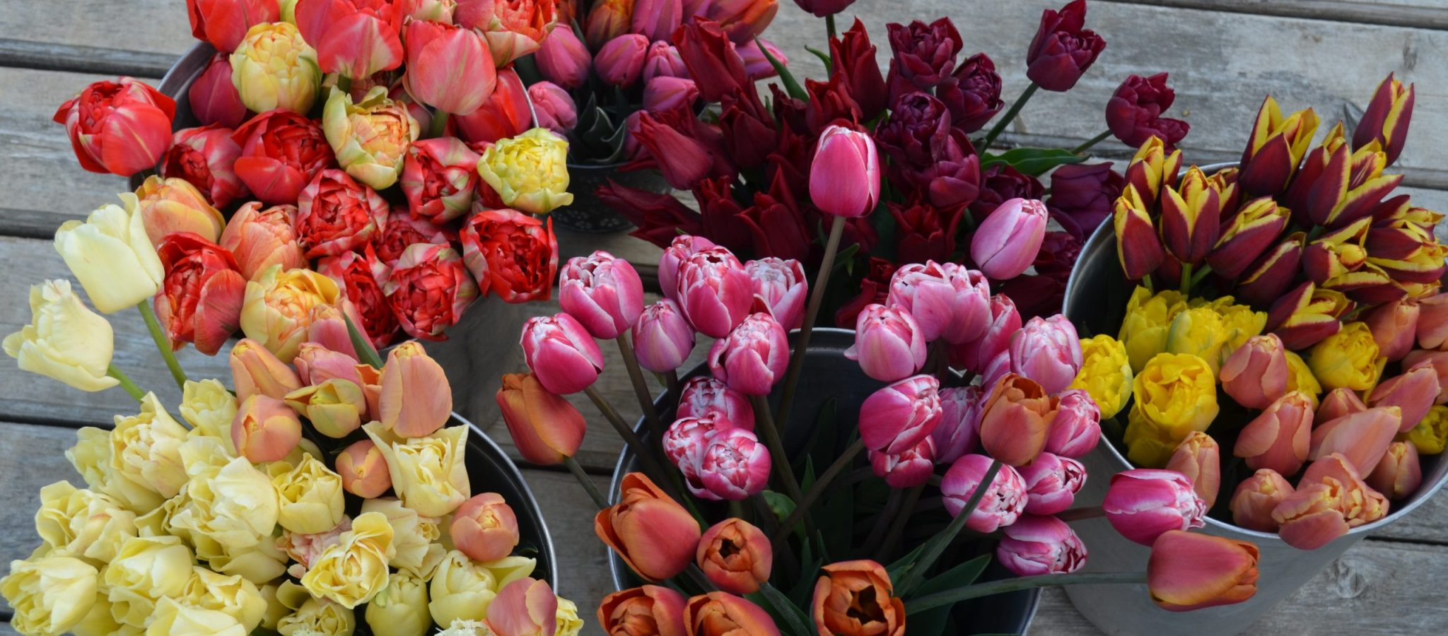 tulipes mélange_2023(1)